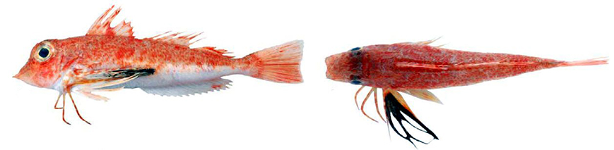 Lepidotrigla cavillone_02.jpg